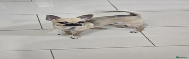 Chihuahua 1