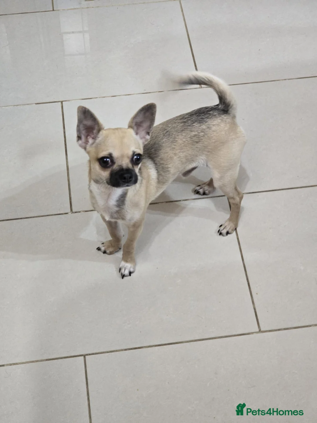 Chihuahua dogs for sale: Sable Fawn Boy - Advert 2