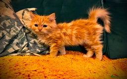 Mixed Breed cats for sale: Stunning red tabby male - Image 2