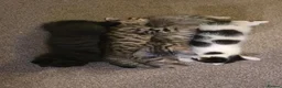 Scottish Fold cats for sale: Scottish Fold / Scottish Straight in Leicester - Advert 14