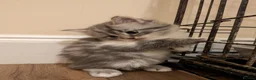 Mixed Breed cats for sale: Mixed breed kittens  - Advert 20