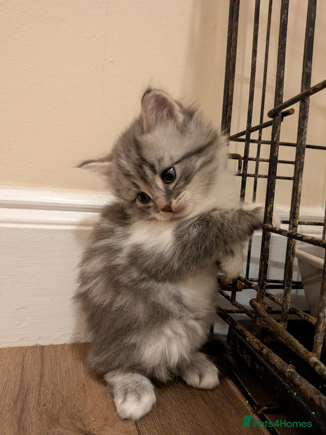 Mixed Breed cats for sale: Mixed breed kittens  - Advert 20