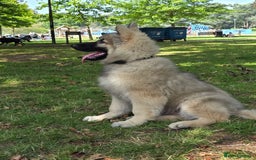 German Shepherd dogs for sale: Puppy German Shepard  - Image 5