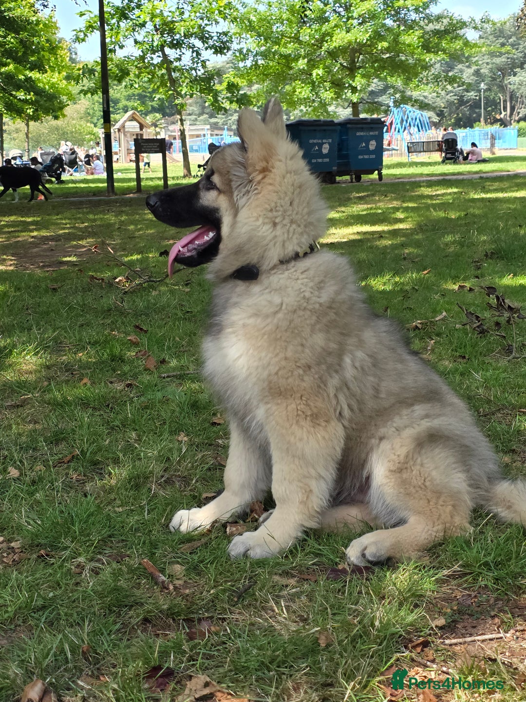 German Shepherd dogs for sale: Puppy German Shepard  - Image 5
