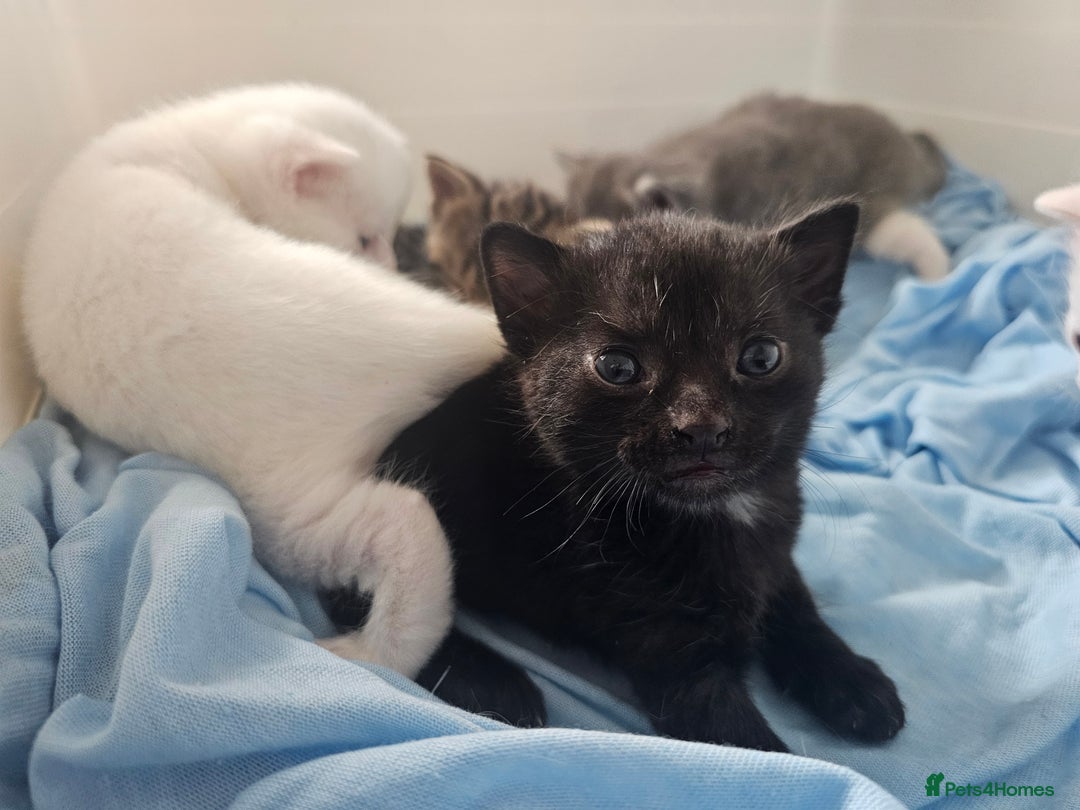 Mixed Breed cats for sale: Kittens Available to Reserve - Image 27