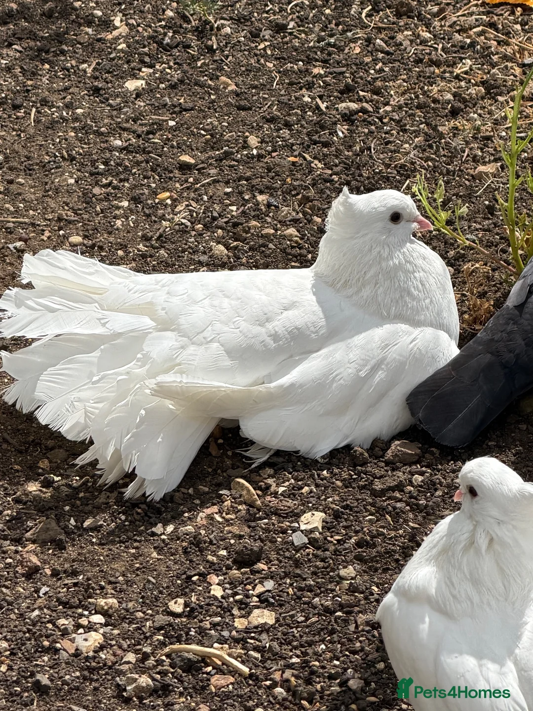 Pigeons birds for sale: Fancy pigeons 🕊️ - Advert 2