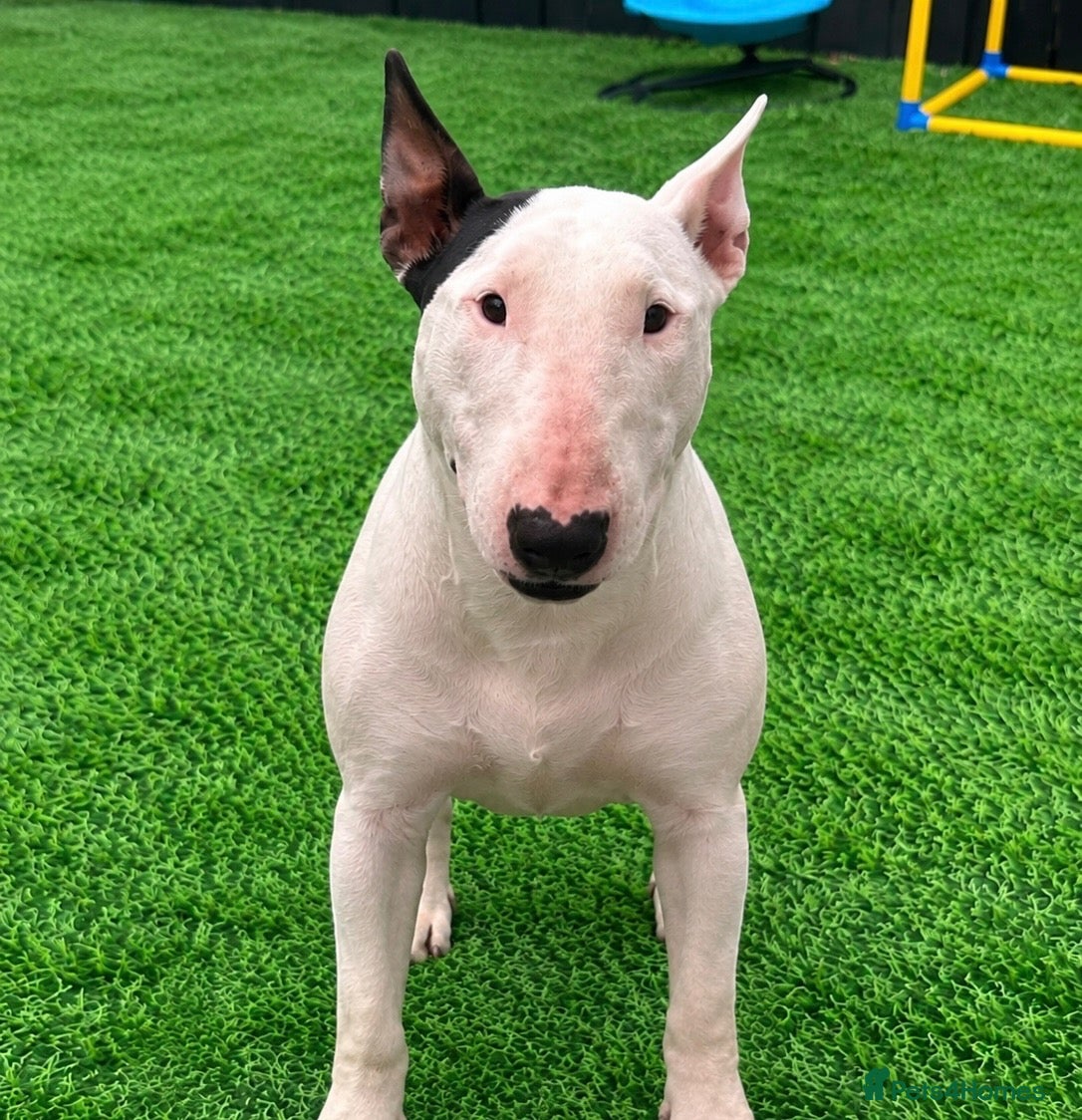 English Bull Terrier dogs (Dorothy) Beautiful English bull terrier female  - Advert 1