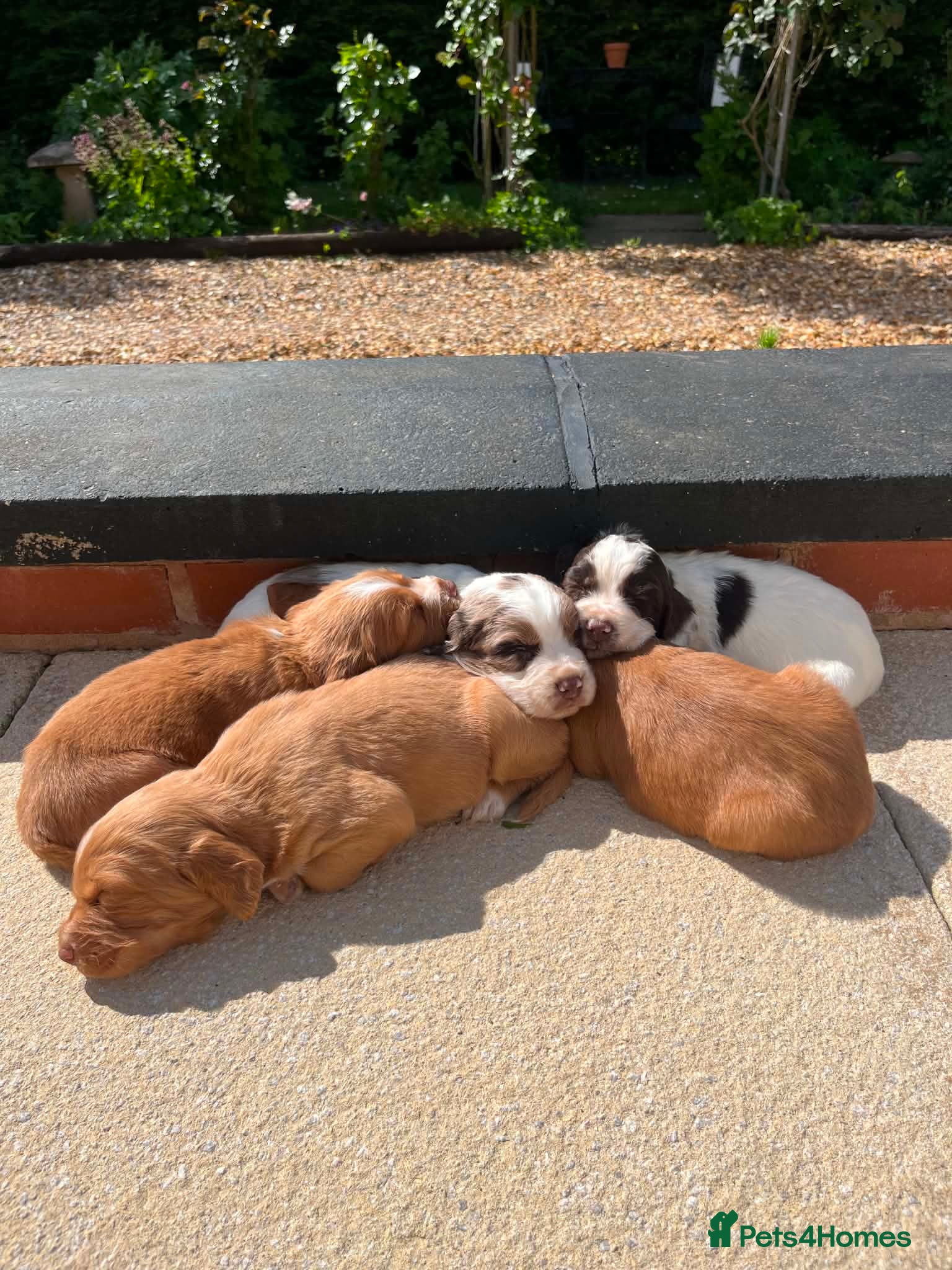 Sprocker dogs for sale: Male sprocker puppies - Advert 6