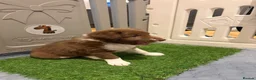 Sprollie dogs for sale: SPROLLIE PUPPIES LOOKING FOR THEIR FOREVER HOMES  - Advert 8