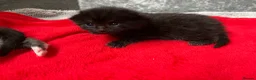 Mixed Breed cats for sale: Kittens half Russian blue  - Advert 15