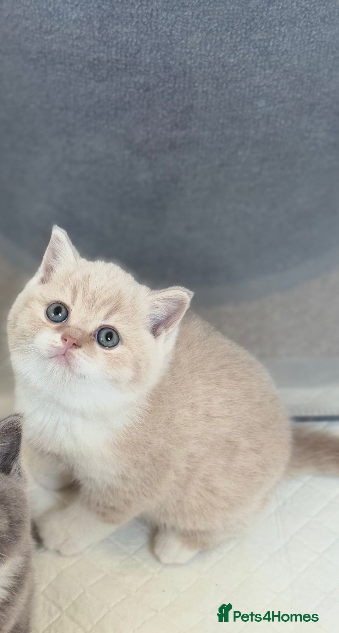 British Shorthair cats for sale: GCCF Registered - British Shorthair Kittens - Advert 4