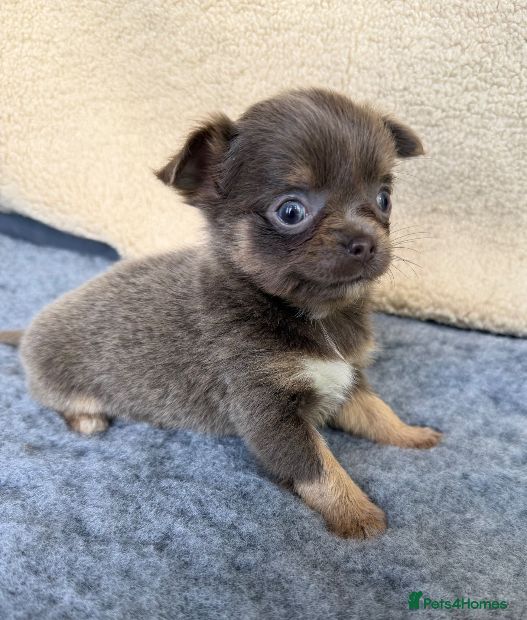 Chihuahua dogs Gorgeous KC reg, lilac long coat girl  - Advert 2