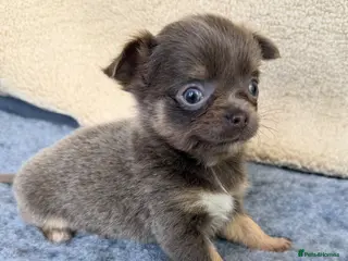 Chihuahua dogs Gorgeous KC reg, lilac long coat girl - Advert 2
