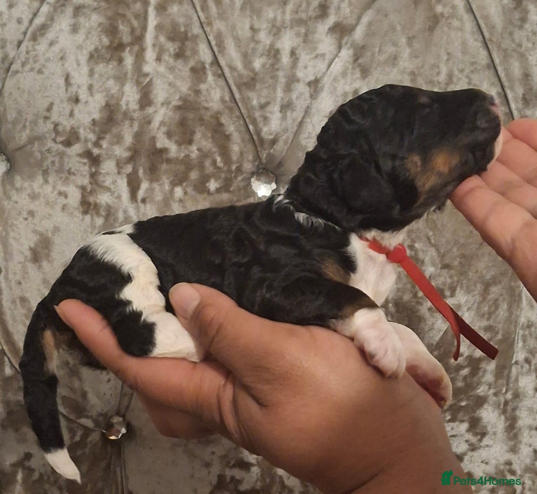 Standard Poodle dogs for sale: Beautiful KC registered parti tris - Advert 10