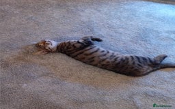 Mixed Breed cats for sale: Female tabby kitten  - Image 2