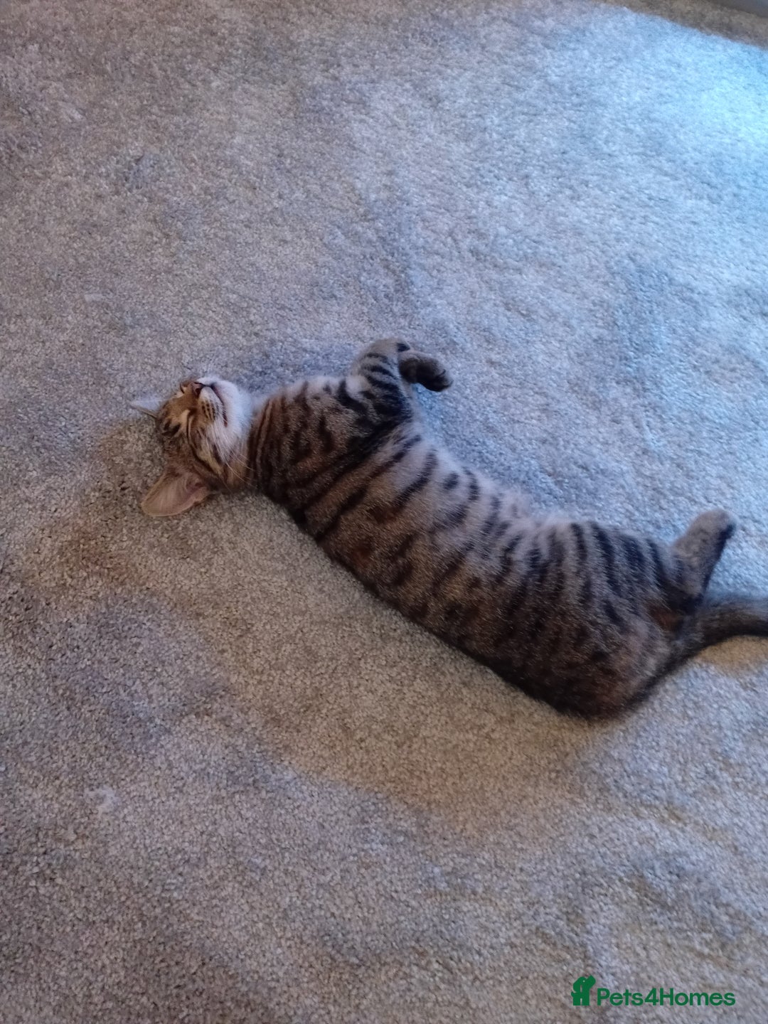 Mixed Breed cats for sale: Female tabby kitten  - Image 2