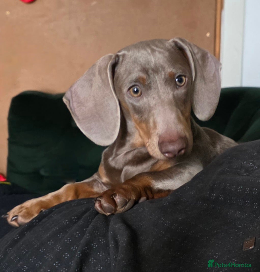 Miniature Dachshund dogs Miniature Dachshund Quinn  - Advert 2