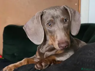 Miniature Dachshund dogs Miniature Dachshund Quinn - Advert 2