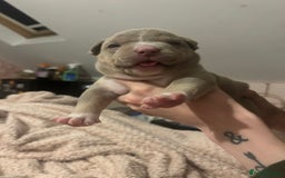American Bully dogs for sale: Pocket Bully Litter - Image 14