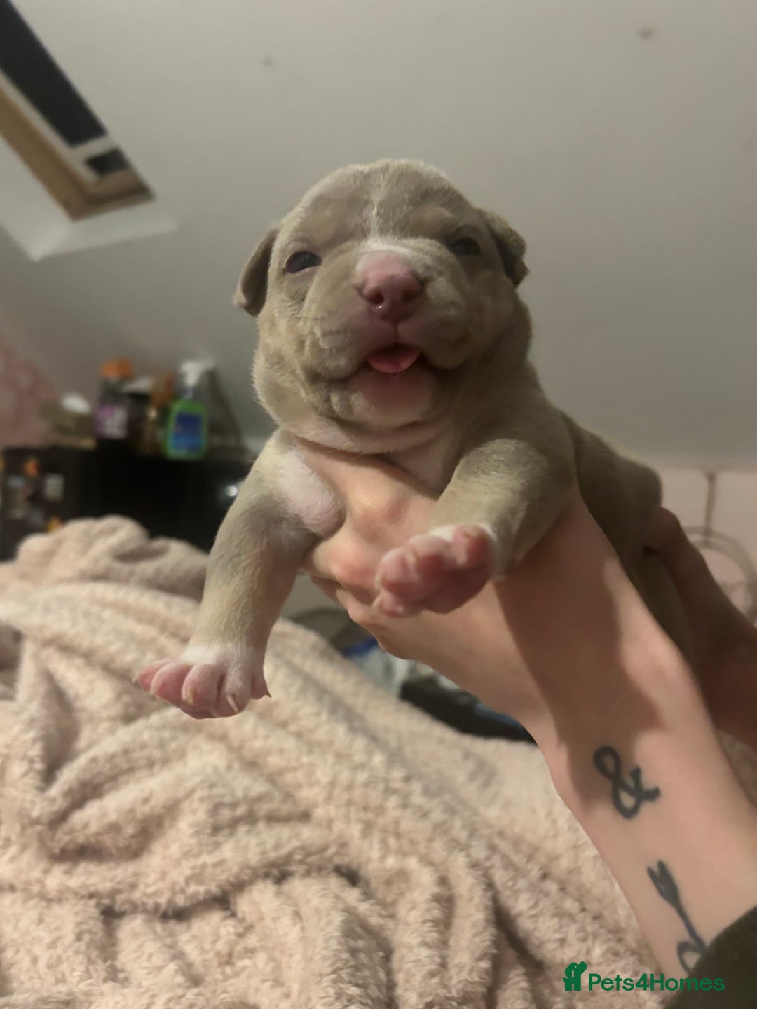 American Bully dogs for sale: Pocket Bully Litter - Image 14