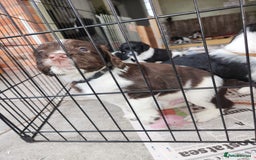 English Springer Spaniel dogs for sale: KC Registered ESS Pups *WELL MARKED* - Image 19
