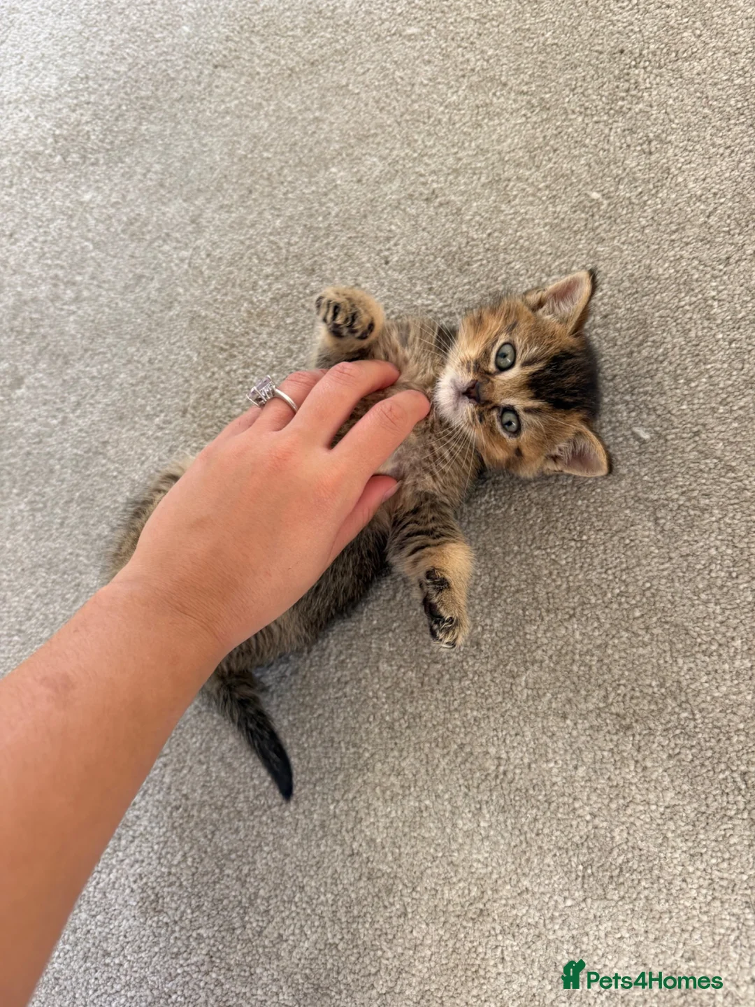 Mixed Breed cats for sale: 1 beautiful British short haired blue mixed kitten - Advert 2