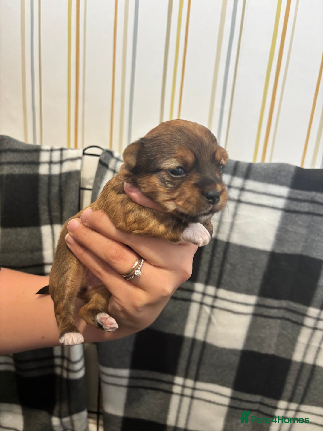 Mixed Breed dogs for sale: ✨ Chihuahua × Coton de Tulear puppies ✨ - Image 8
