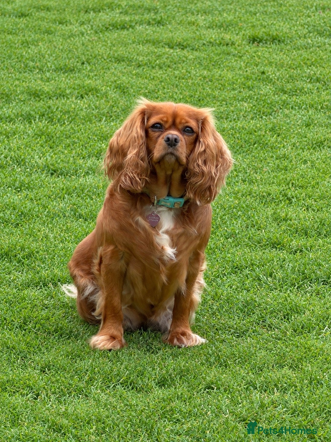 Cavapoo dogs for sale: Deep Red F1 Cavapoos - Ready mid-January  - Advert 9