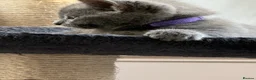Russian Blue cats for sale: Beautiful Russian Blue Kittens - Advert 15