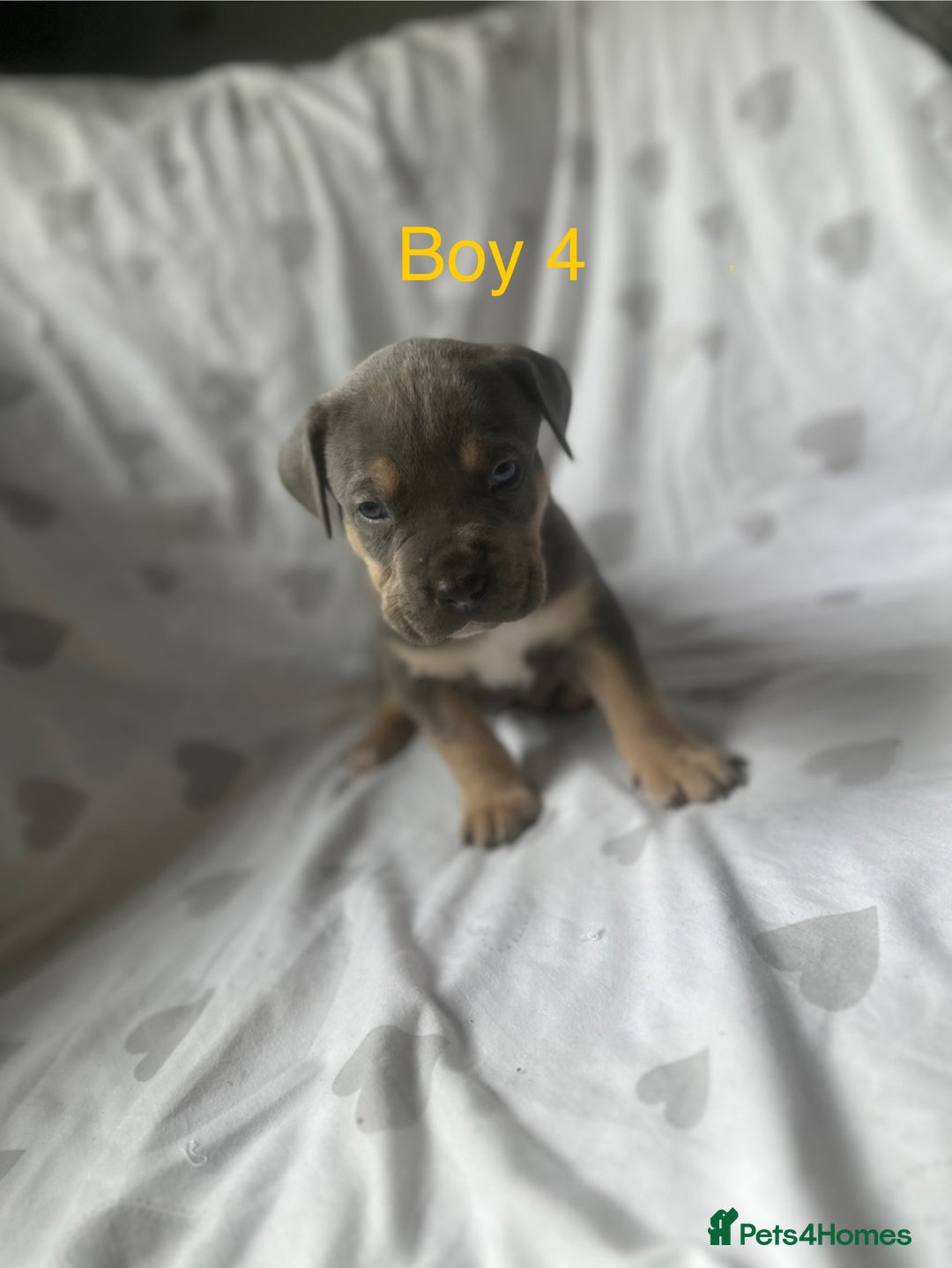 Mixed Breed dogs for sale: Beautiful staffie cross bullmastiff puppies  - Image 7