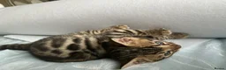 Bengal cats for sale: Adorable Bengal kittens pedigree ready to reserve - Advert 9