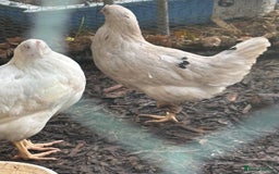 Chickens poultry for sale: Pol hybrid dark, blue and olive egg layers  - Image 8