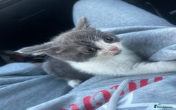 British Shorthair cats for sale: British shorthair  - Image 1