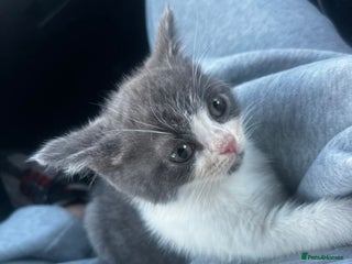 British Shorthair cats - Advert 28