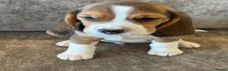 Beagle dogs for sale: TRUE SHOW TYPE KC REGISTERED BEAGLES - Advert 17