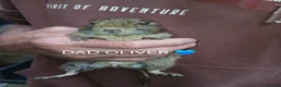 Degus rodents for sale: EXOTIC BABY DEGUS in pairs - Advert 6