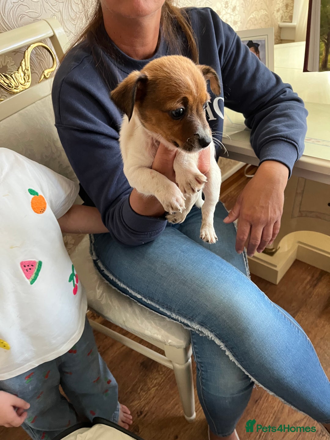 Jack Russell dogs for sale: Puppy looking for their new home  - Image 3