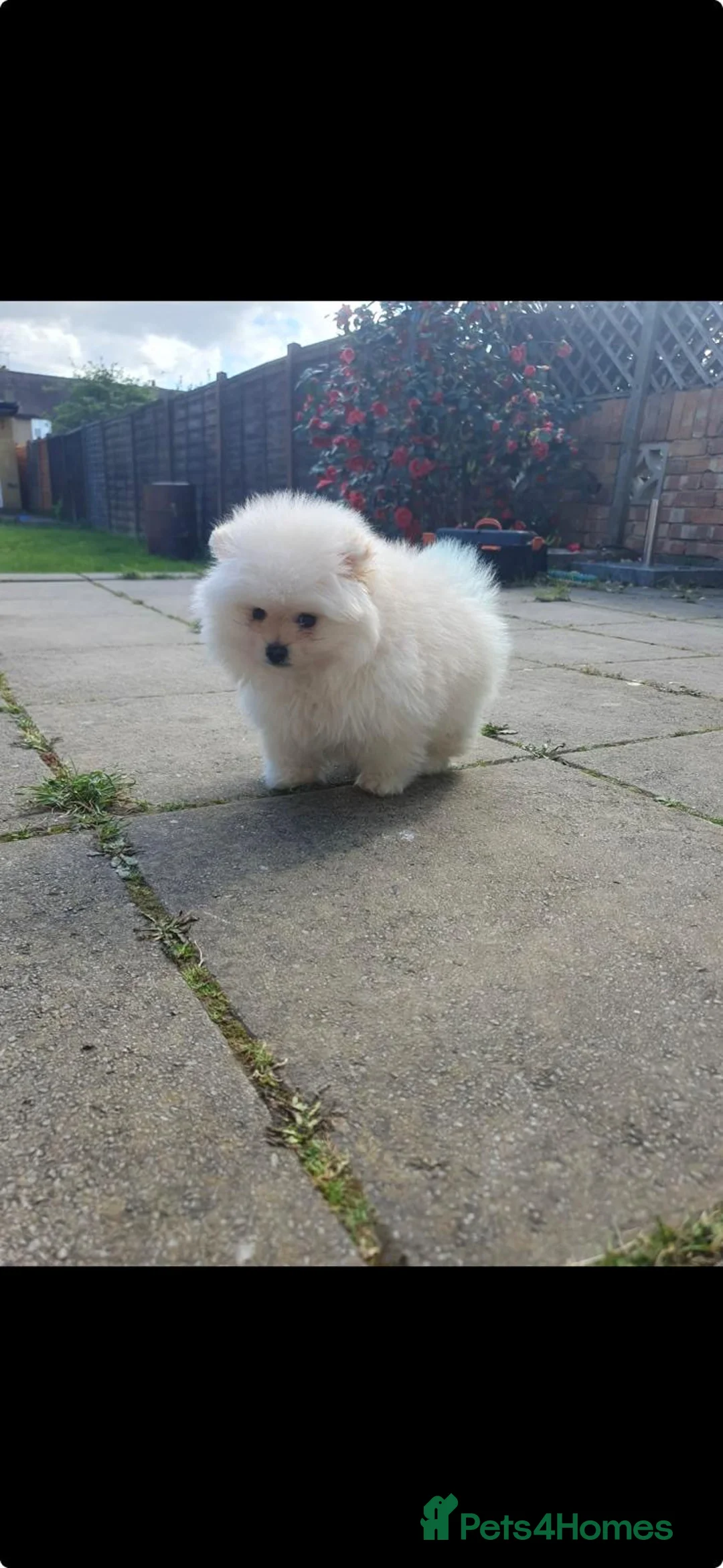 Pomeranian dogs for sale: Boy Pomeranian  in London - Advert 2