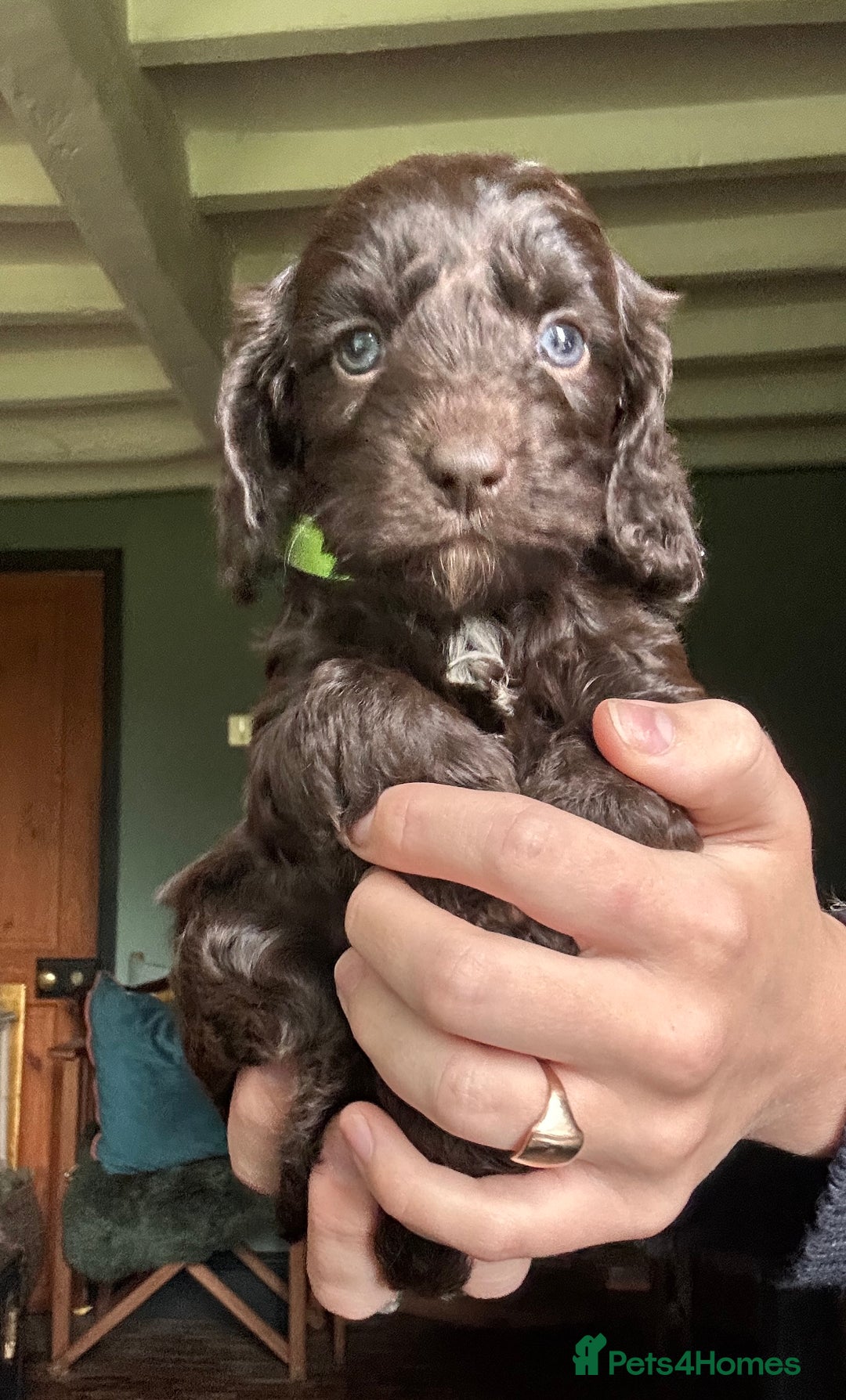 Cockapoo dogs for sale: Top Quality F1 Teddy Bear Cockapoo puppies - Image 10