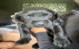 Labrador Retriever dogs for sale: EXCELLENT &UNIQUE LAB PUPPIES AV 12 NOV £1450 - Image 3