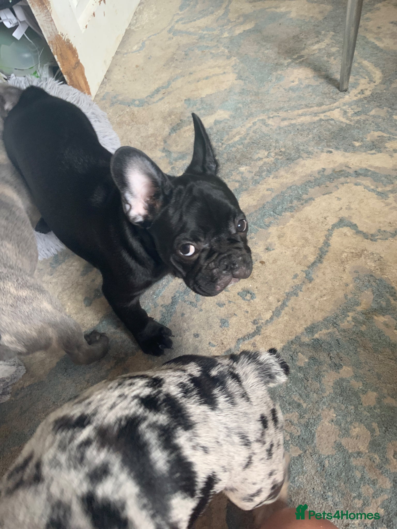 French Bulldog dogs for sale: 2 rare beautiful french bulldog 11 weeks old  - Advert 16