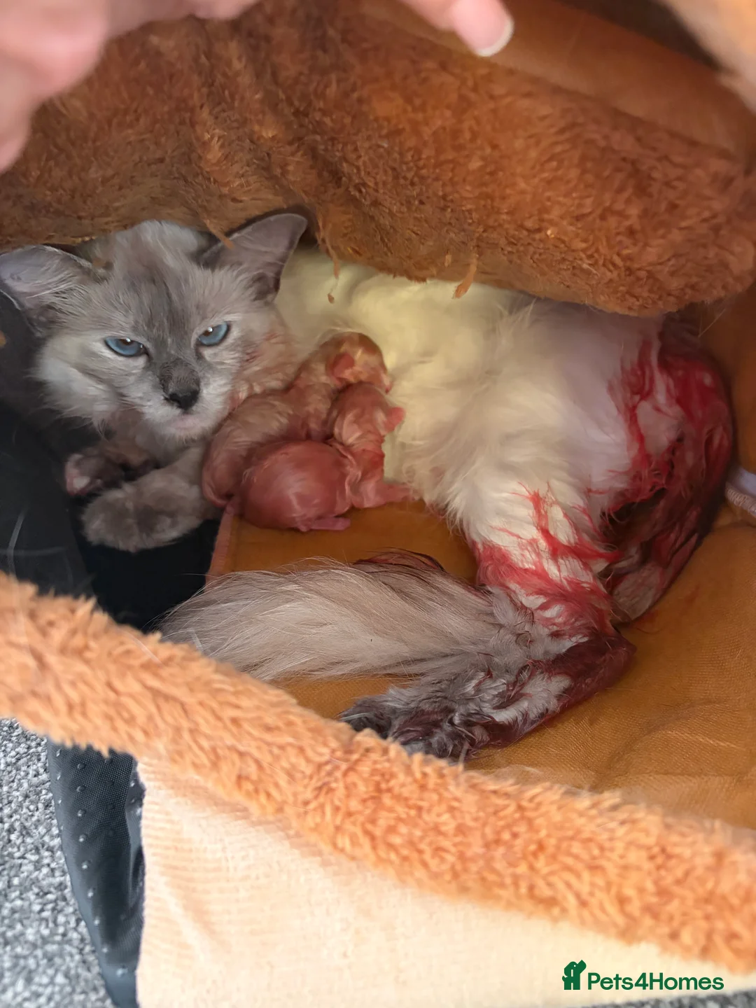 Ragdoll cats for sale: Blue point Ragdoll Kittens in Colchester - Advert 2