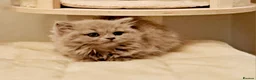 British Shorthair cats for sale: Beautiful British Shorthair Males & Females - Advert 2