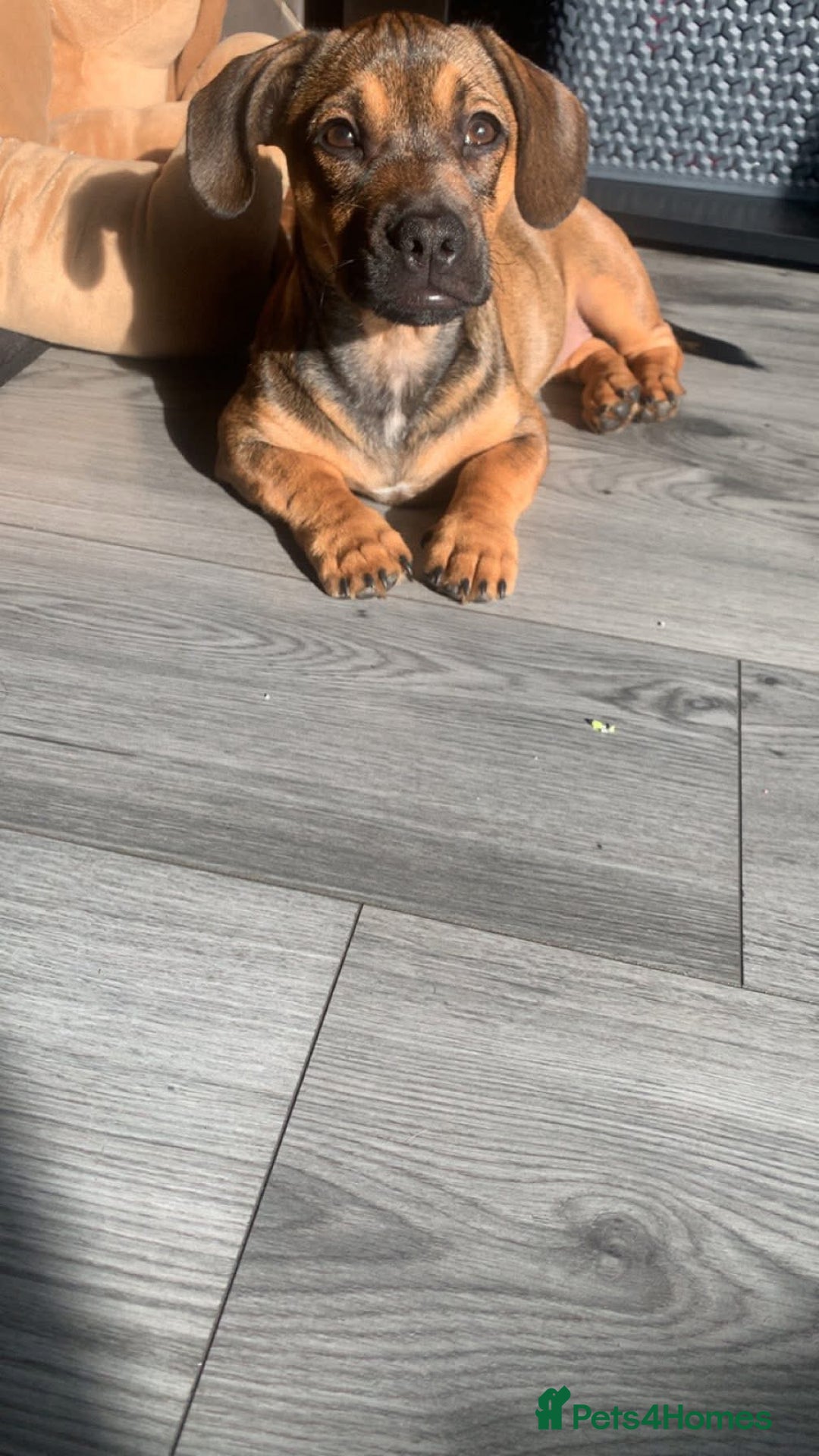 Mixed Breed dogs for sale: Female frenchie x dachshund  - Advert 2