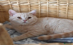 British Shorthair cats for sale: GCCF reg kittens looking for loving homes  - Image 21