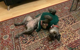 Miniature Schnauzer dogs for sale: Shadow - Image 8