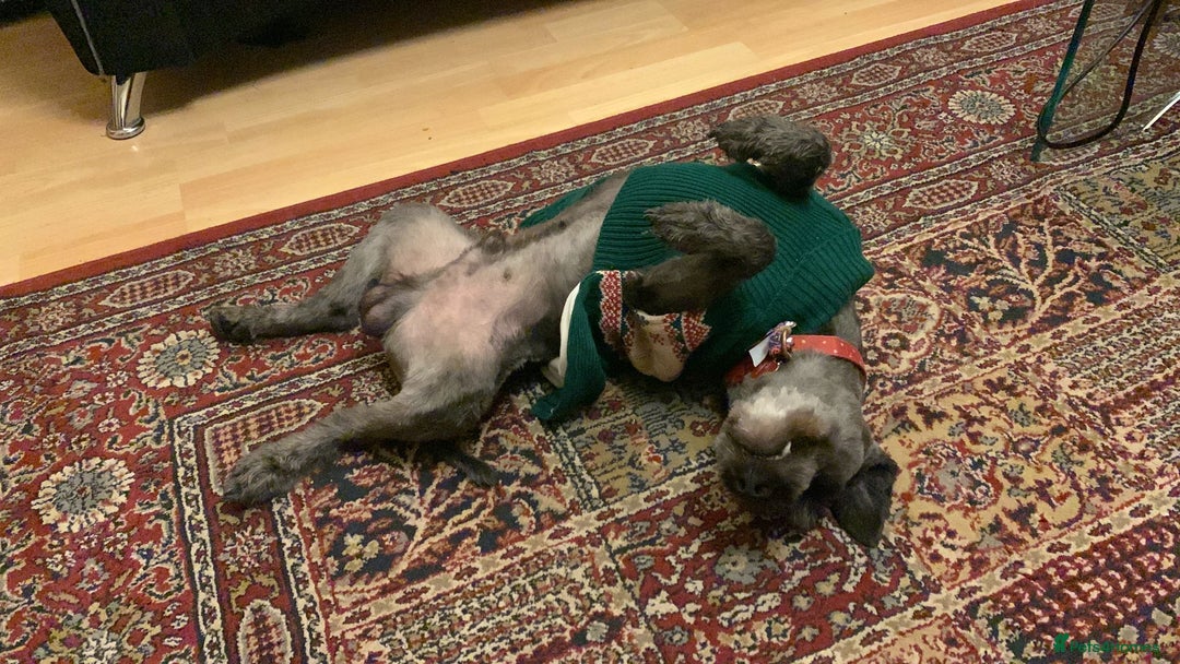 Miniature Schnauzer dogs for sale: Shadow - Image 8