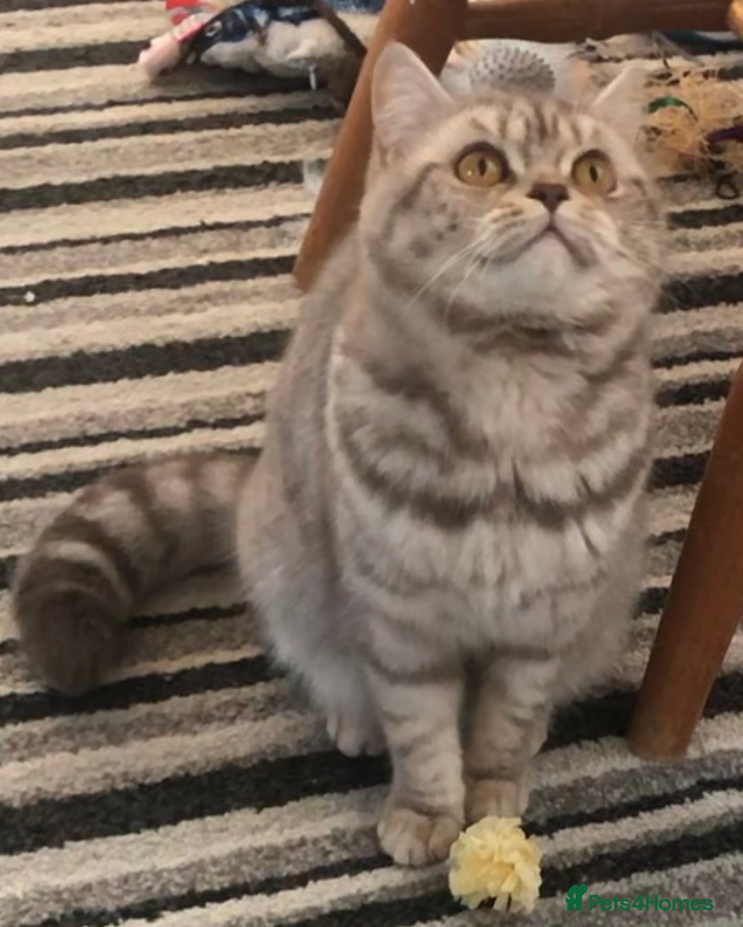 British Shorthair cats for sale: Purebred amazing BSH kittens - Advert 10