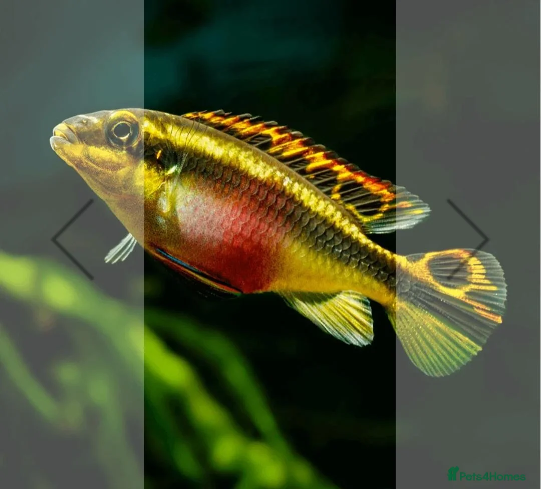 Cichlids fish for sale: Kribensis cichild - Advert 2