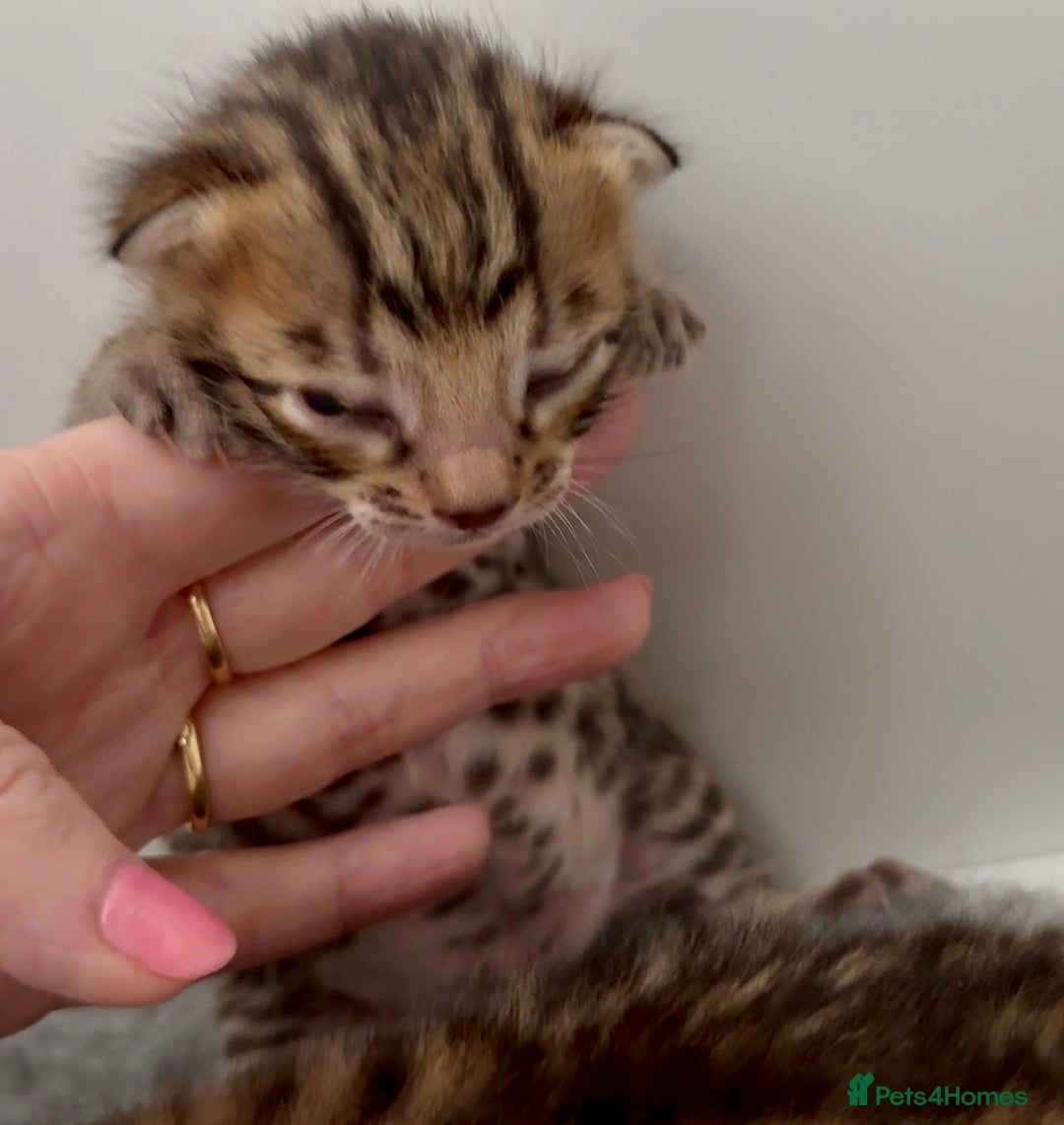 Bengal cats for sale: Exceptional show quality Brown TICA registered 🥰 - Image 21